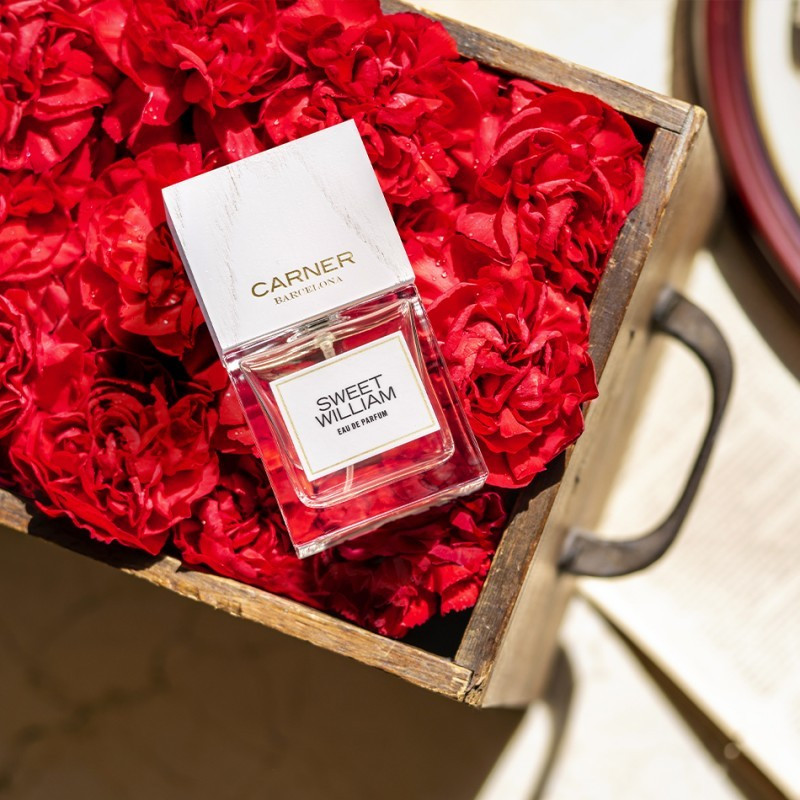 CARNER SWEET WILLIAM LOVE COLLECTION
